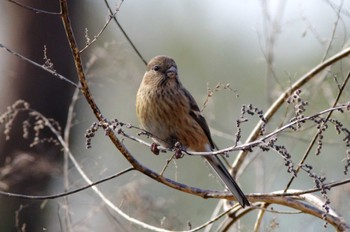 Siberian Long-tailed Rosefinch 岩藤新池 Tue, 1/3/2023