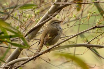 Fri, 3/30/2018 Birding report at Mitsuike Park