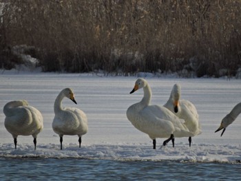 Whooper Swan Lake Utonai Mon, 1/16/2023