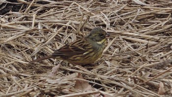 Masked Bunting 狭山丘陵 Thu, 1/19/2023