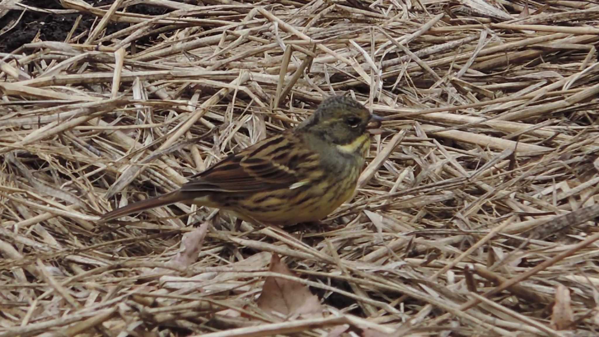 Photo of Masked Bunting at 狭山丘陵 by 楽七