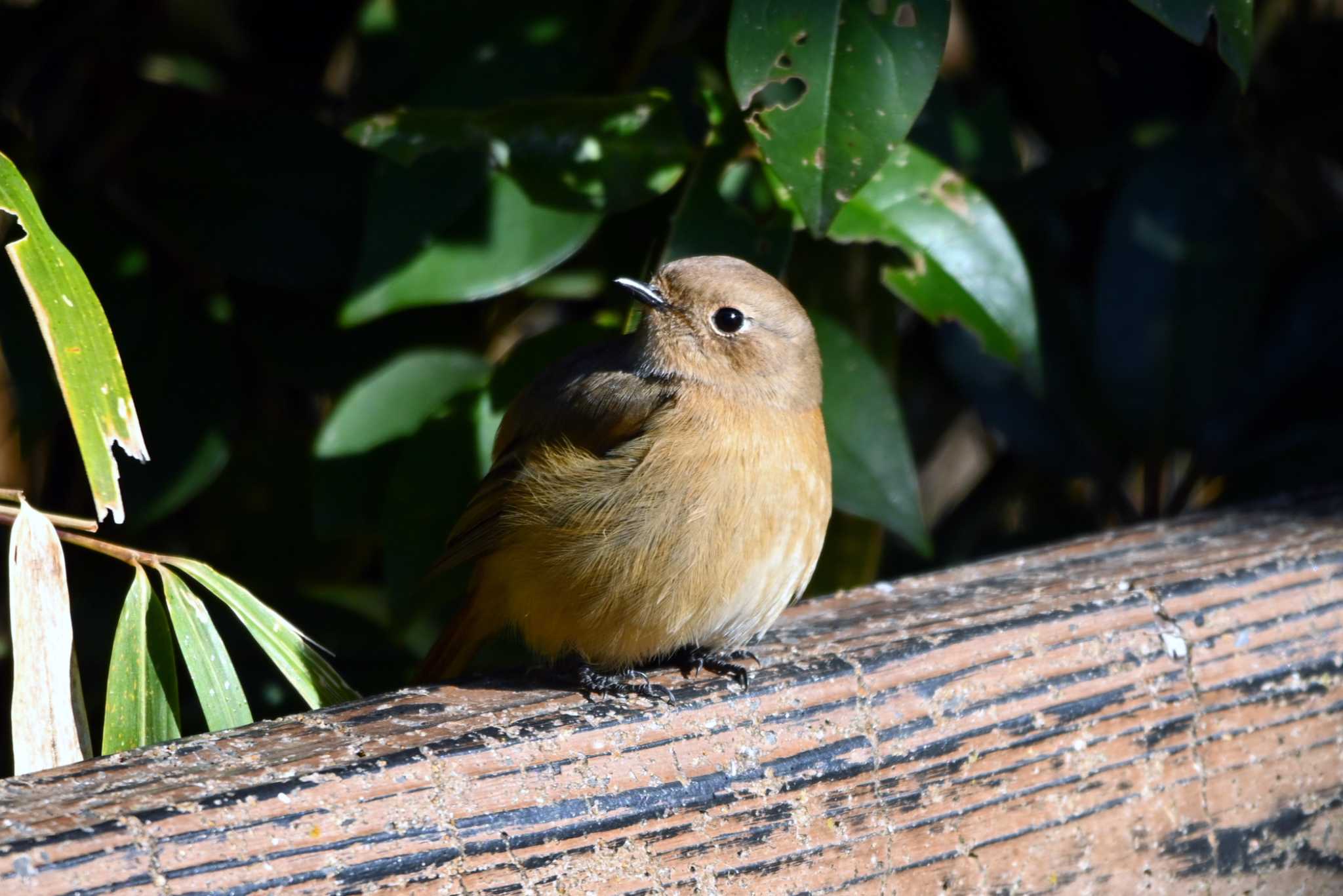 聚楽園公園 ジョウビタキの写真