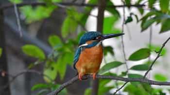 Common Kingfisher Unknown Spots Mon, 4/2/2018