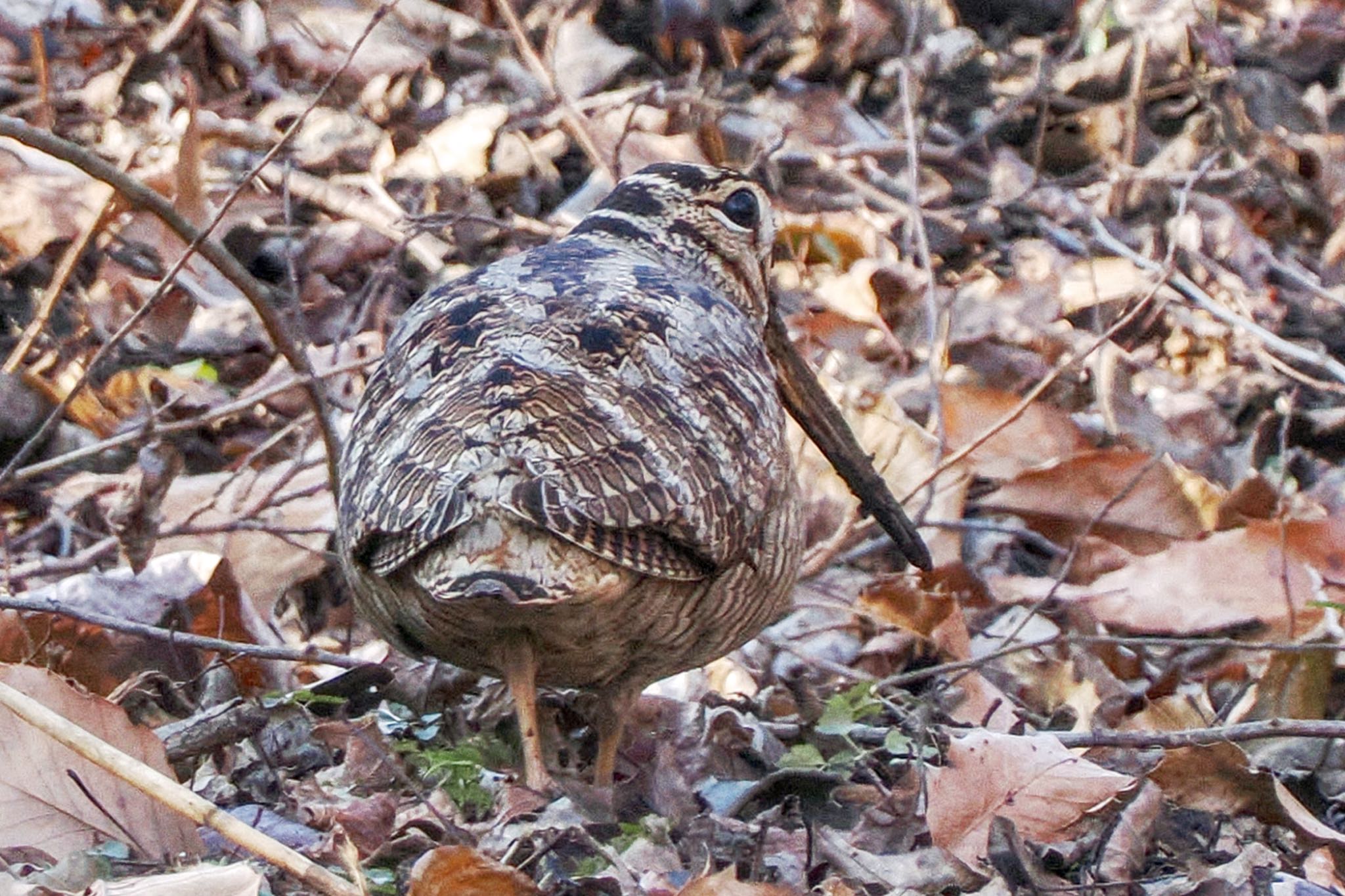 舞岡公園 ヤマシギの写真