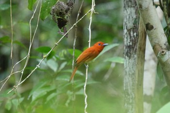 Rufous Paradise Flycatcher ミンダナオ島 Sun, 3/18/2018