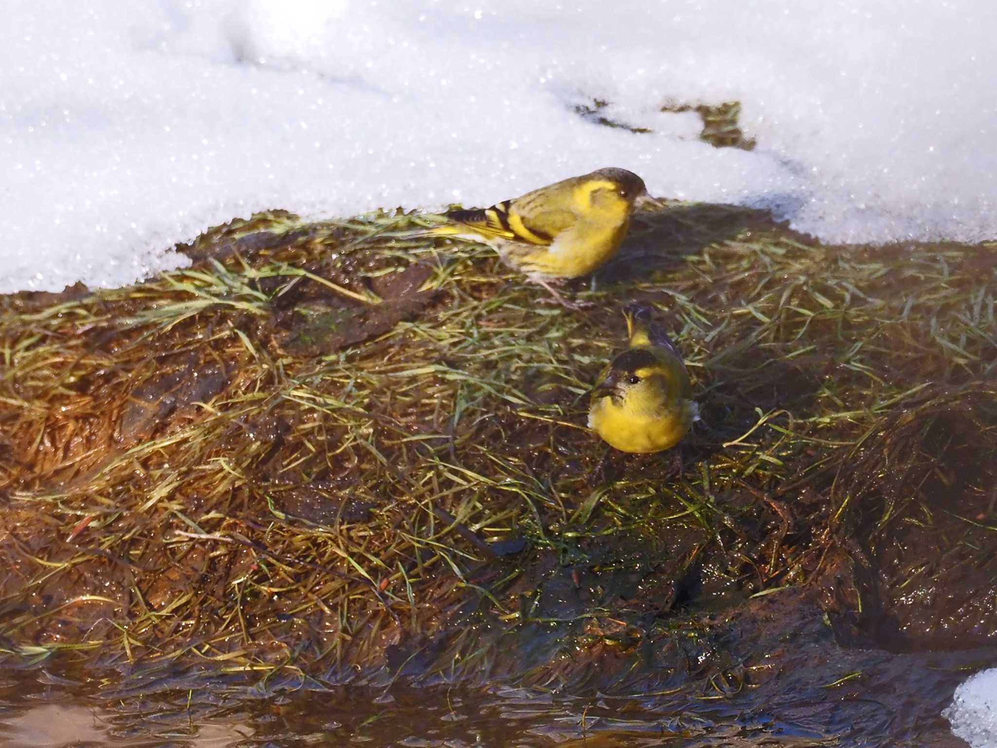 川縁に降りてきたマヒワコンビ