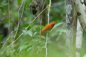 Rufous Paradise Flycatcher ミンダナオ島 Sun, 3/18/2018