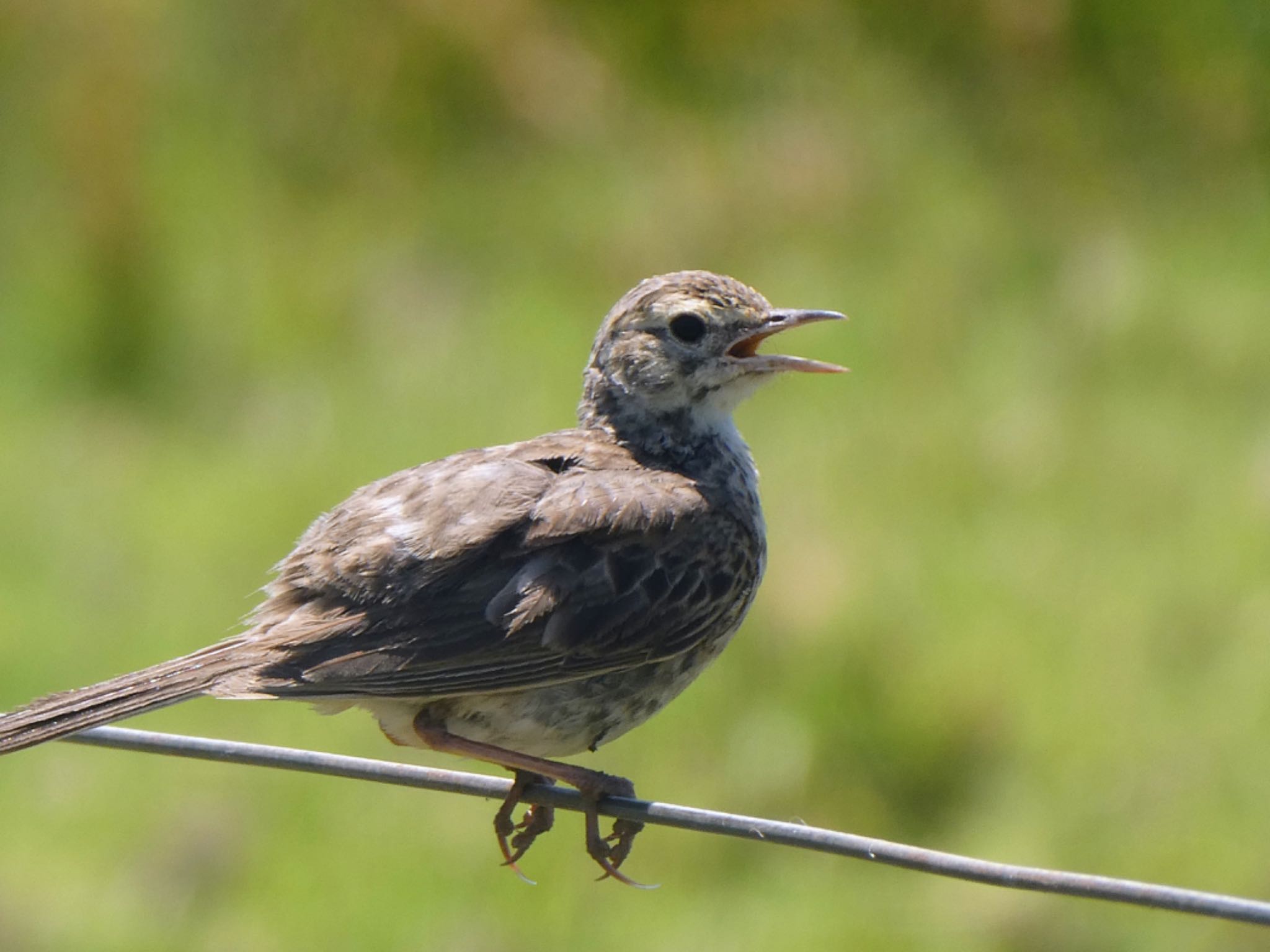 Central Coast Wetlands Pioneer Dairy(NSW) オーストラリアマミジロタヒバリの写真 by Maki