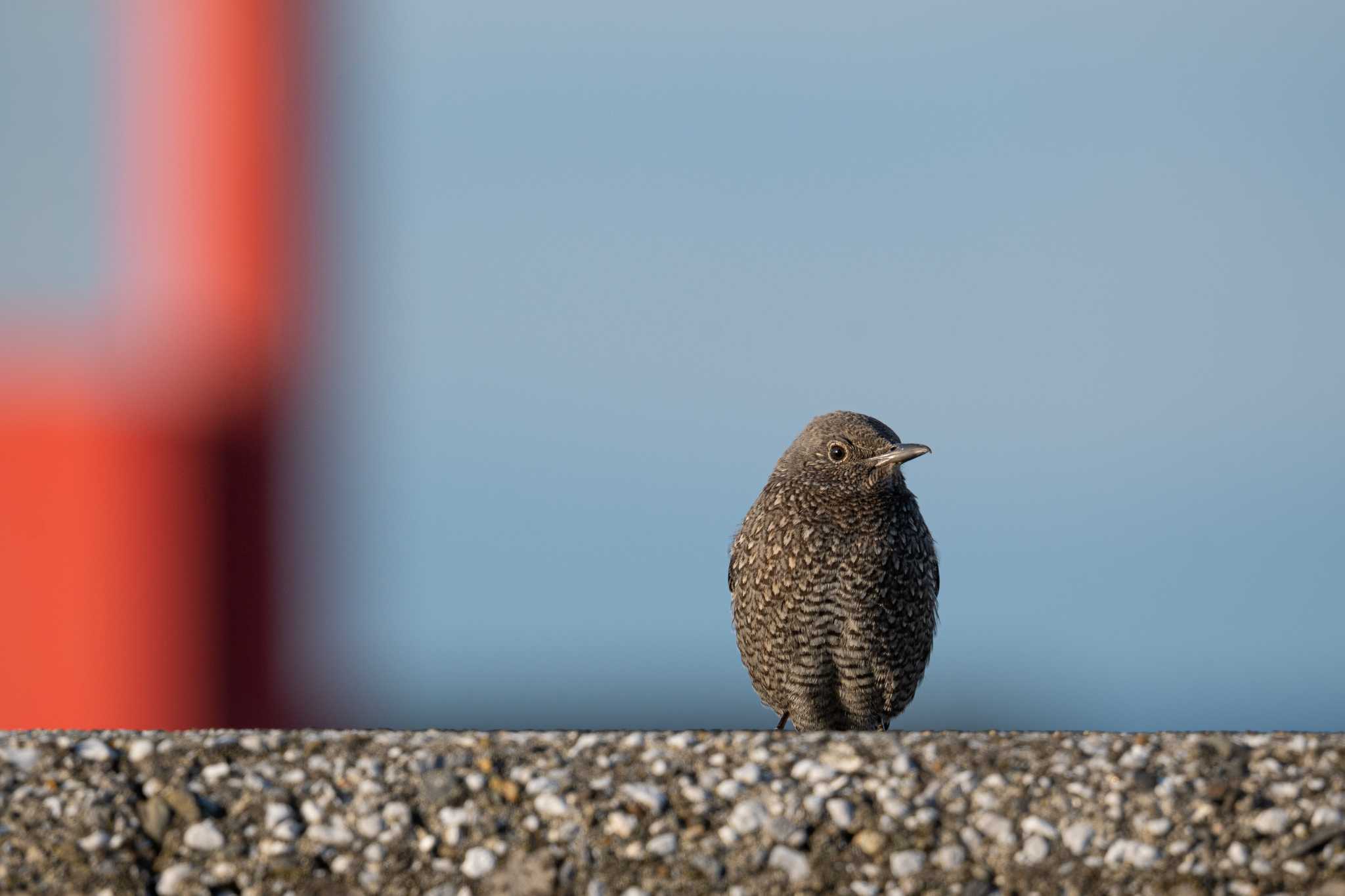 長井漁港 イソヒヨドリの写真 by Tosh@Bird