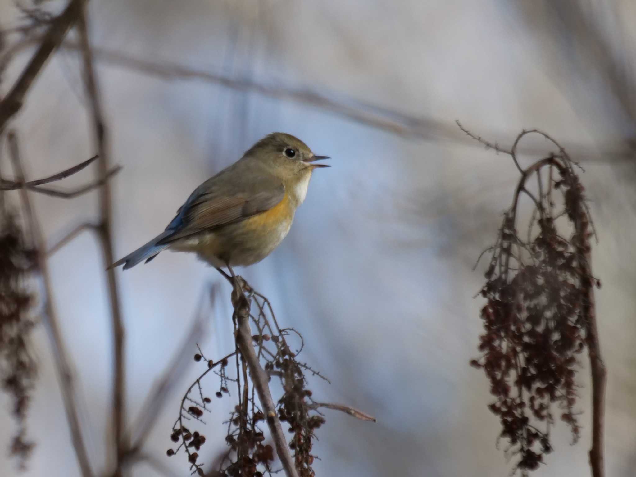 秩父 ルリビタキの写真 by little birds