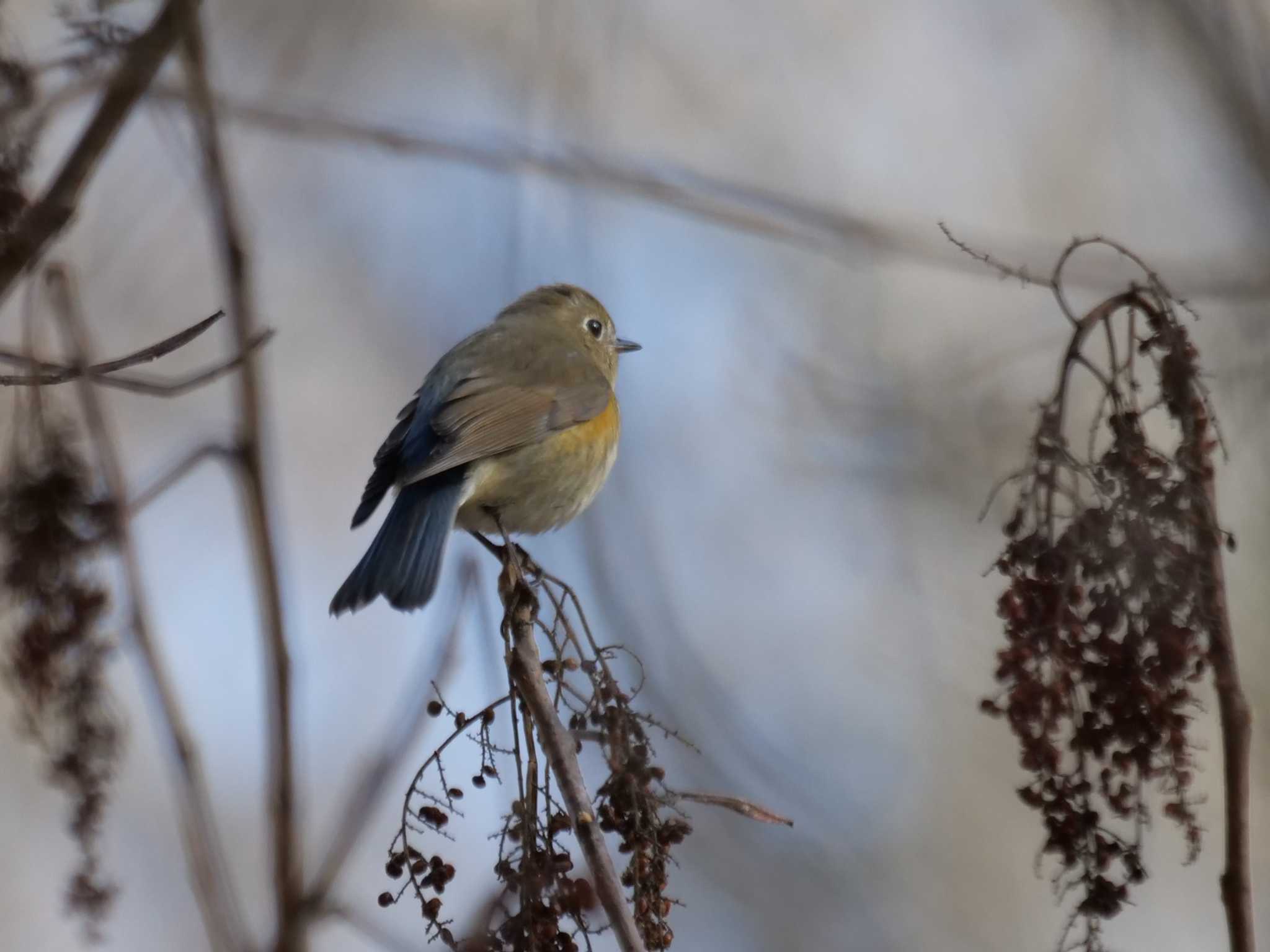 秩父 ルリビタキの写真 by little birds