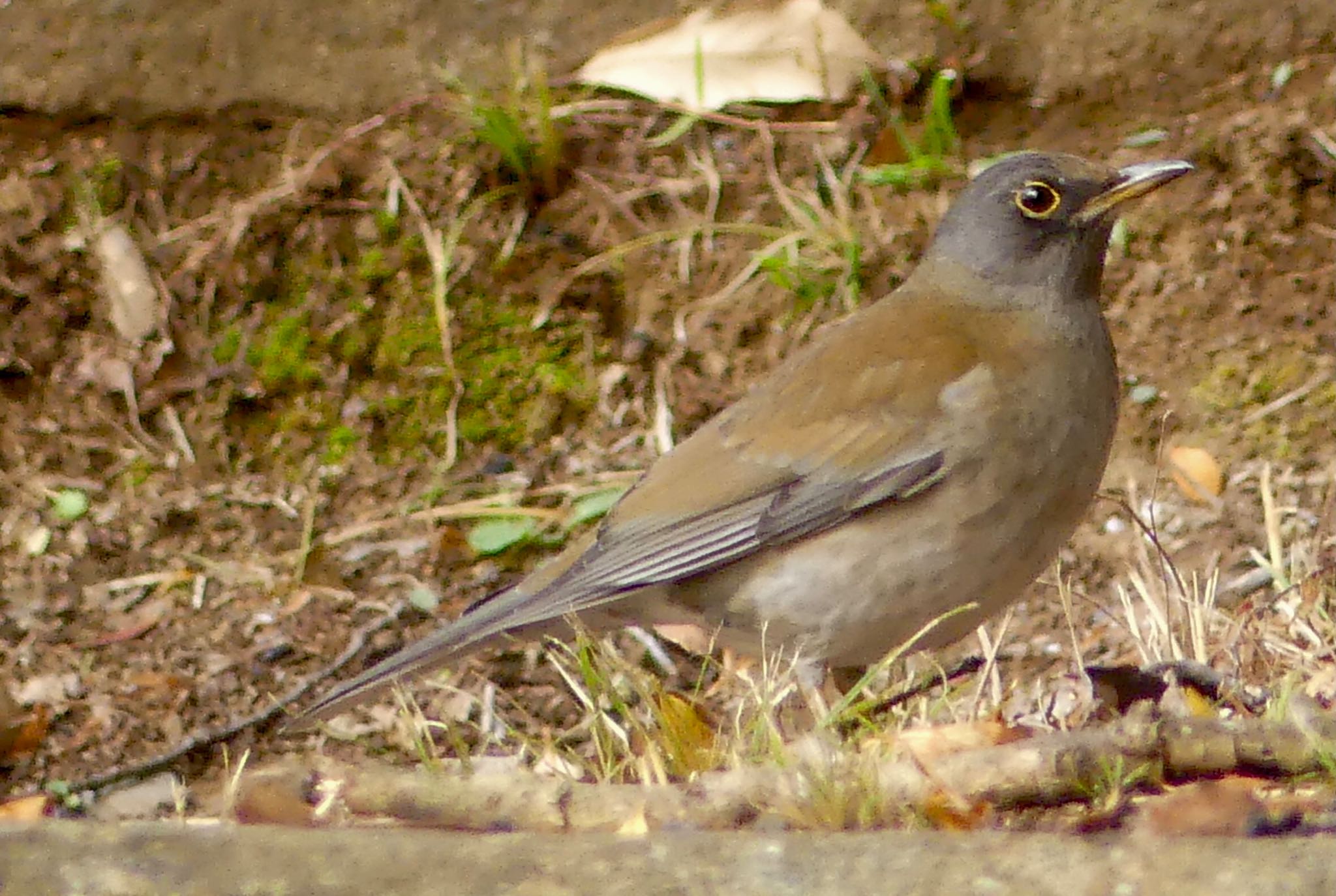 Pale Thrush