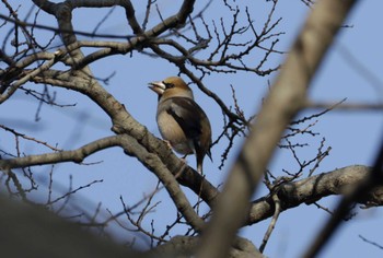 Hawfinch 和歌山城公園 Wed, 1/18/2023