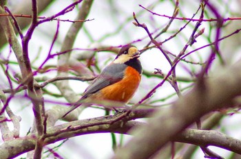 Varied Tit 筑波実験植物園 Fri, 2/2/2018