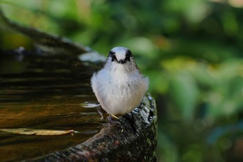 2022年12月12日(月) 権現山(弘法山公園)の野鳥観察記録