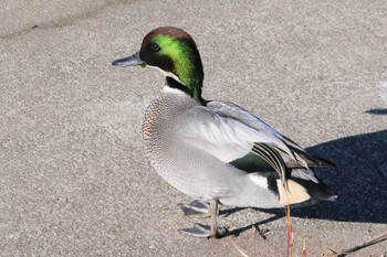 2022年12月25日(日) 境川遊水地公園の野鳥観察記録