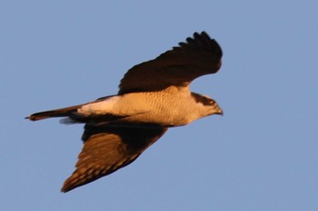 Eurasian Goshawk 勅使池(豊明市) Fri, 1/20/2023