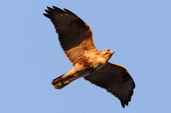 Eastern Buzzard 勅使池(豊明市) Fri, 1/20/2023