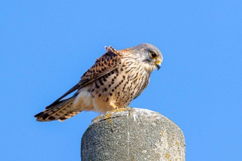 チョウゲンボウ 神戸市西区岩岡町 2023年1月1日(日)