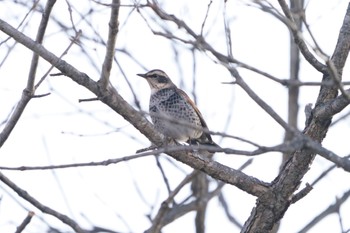 Dusky Thrush 南牧村 Mon, 1/9/2023