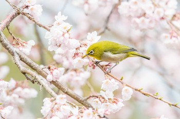 Warbling White-eye Akashi Park Thu, 3/22/2018