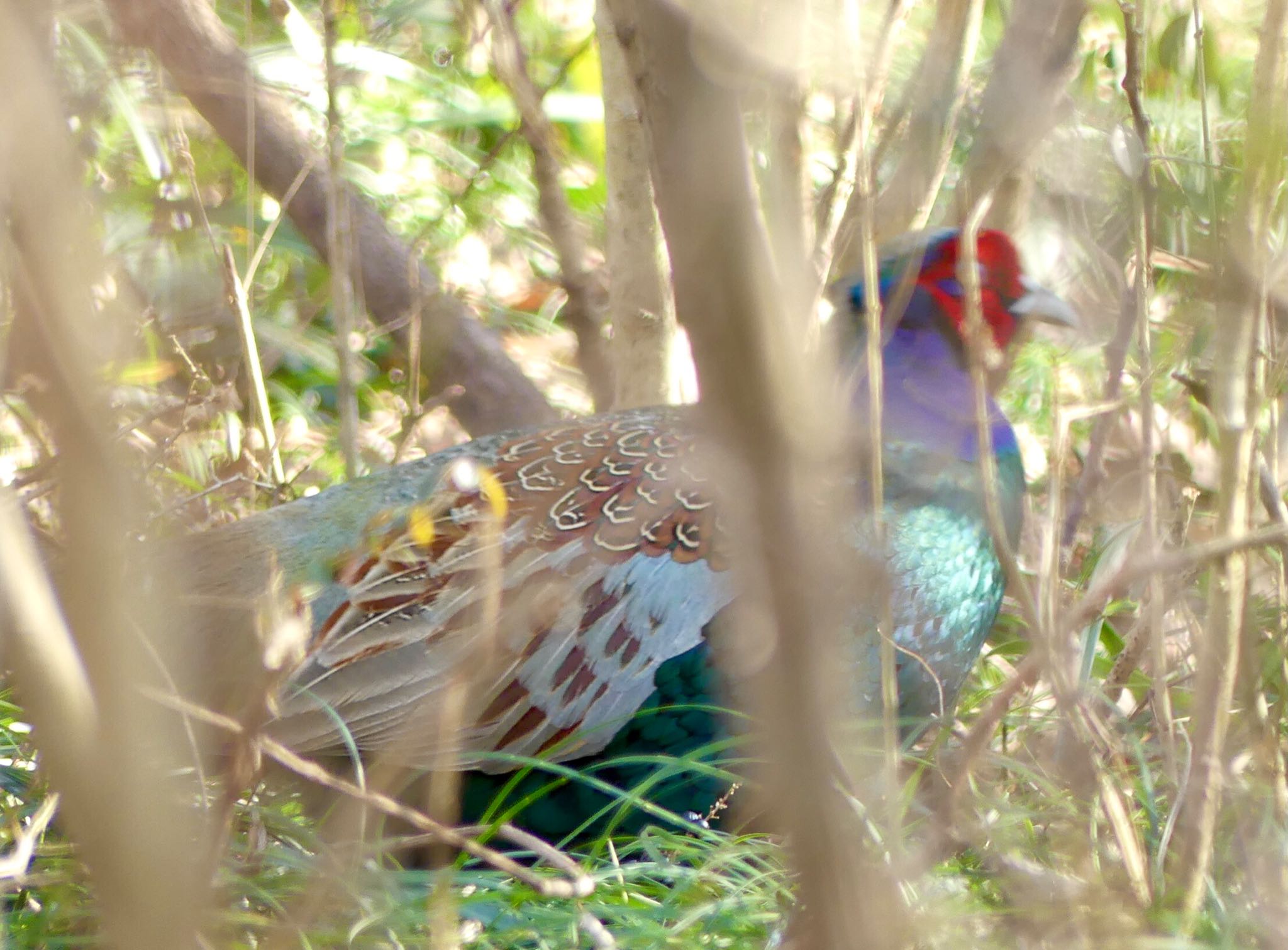 Green Pheasant