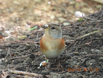 Brambling 恩納村 Fri, 1/20/2023