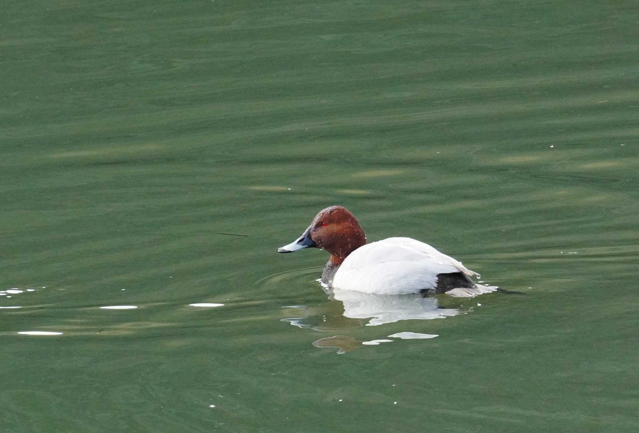 水鳥はあまり撮らないのですが