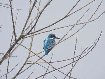 カワセミ 川沿い 2023年1月19日(木)