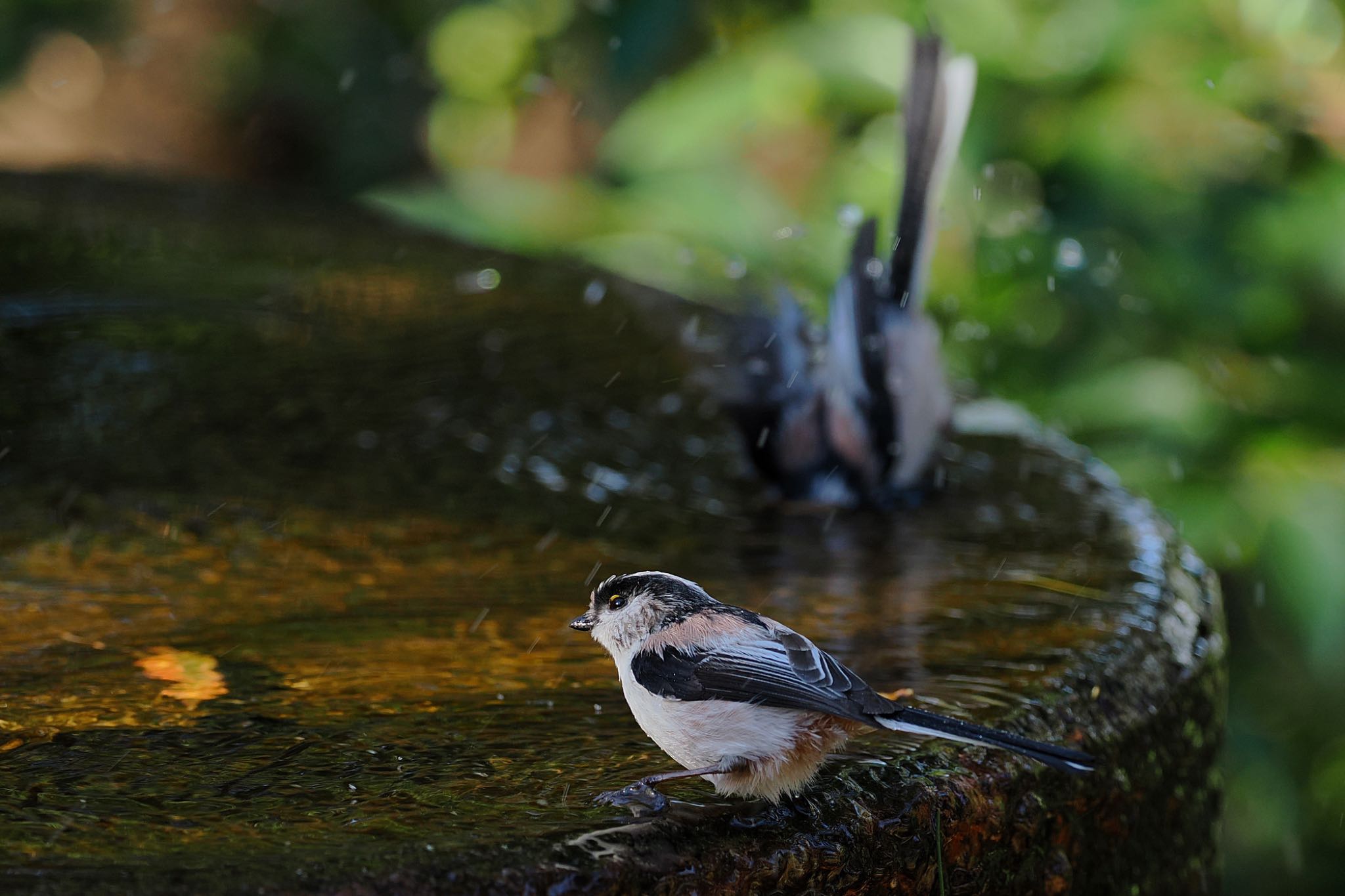 権現山(弘法山公園) エナガの写真