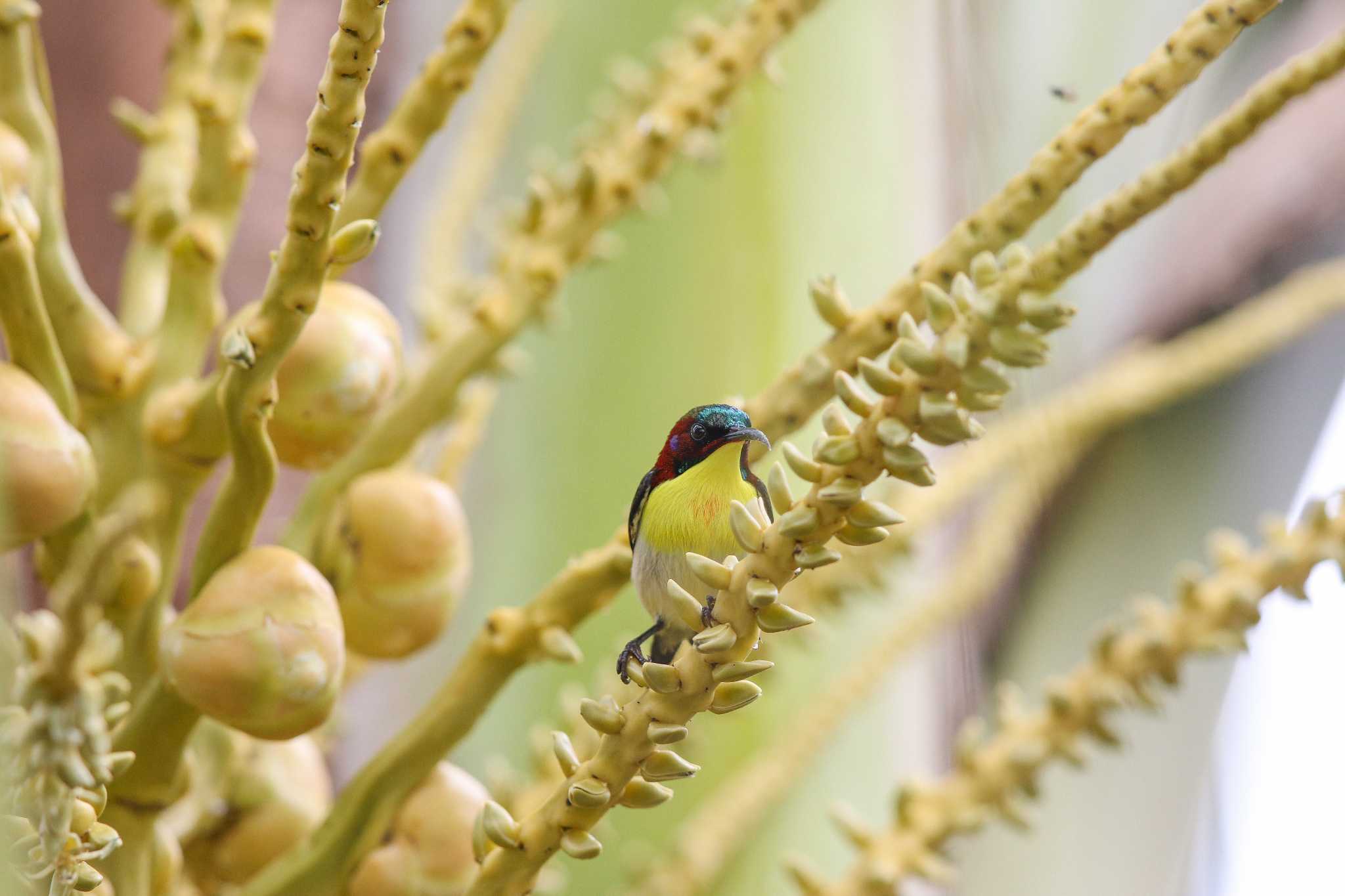 Handsome Sunbird