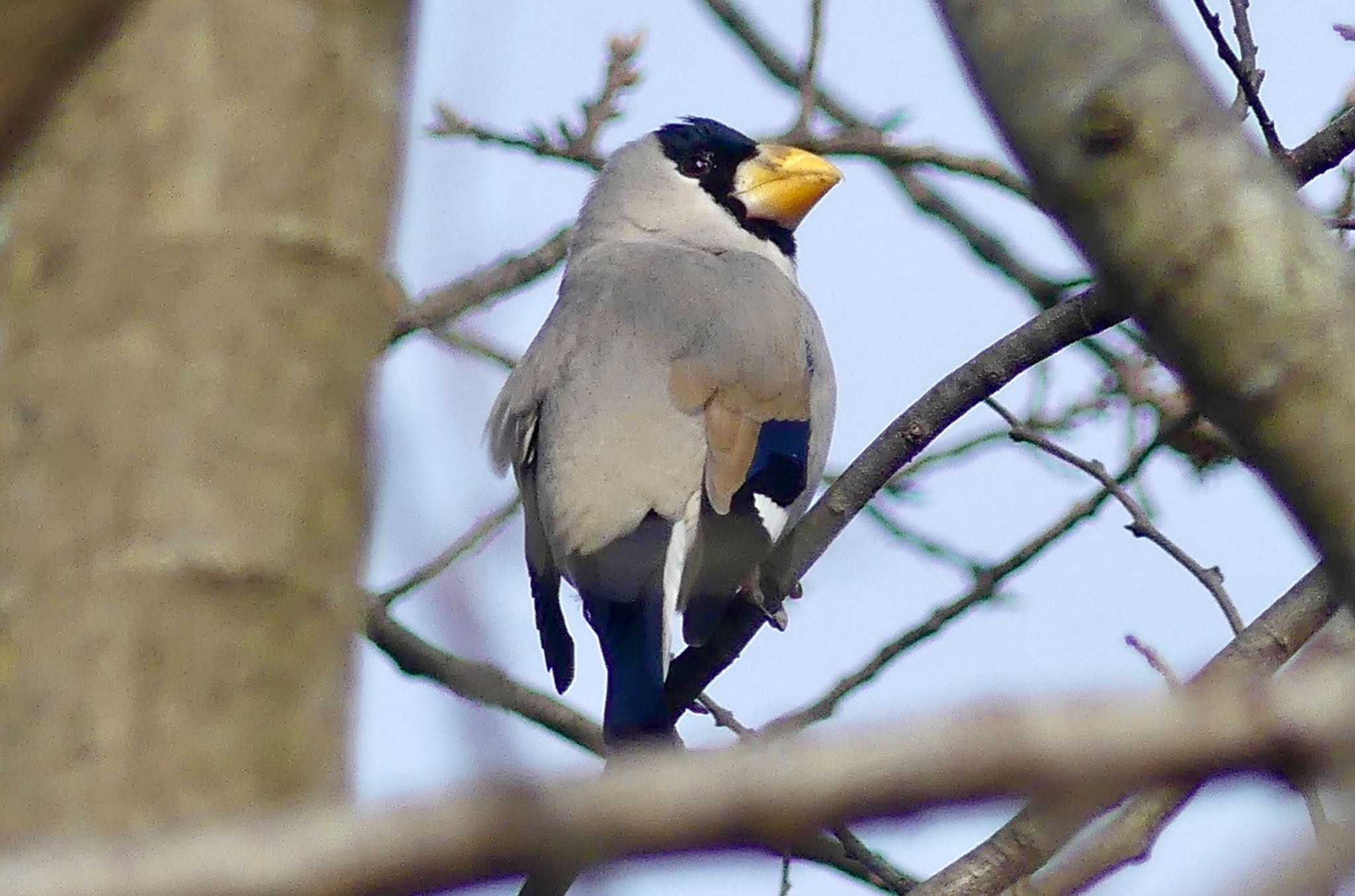 Japanese Grosbeak