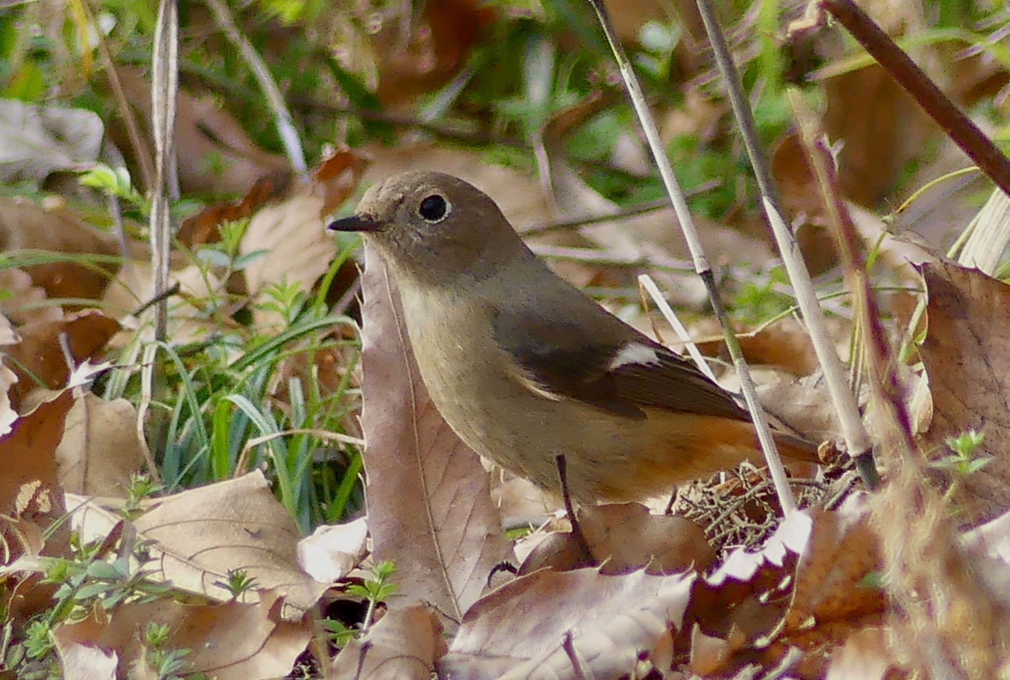 Daurian Redstart