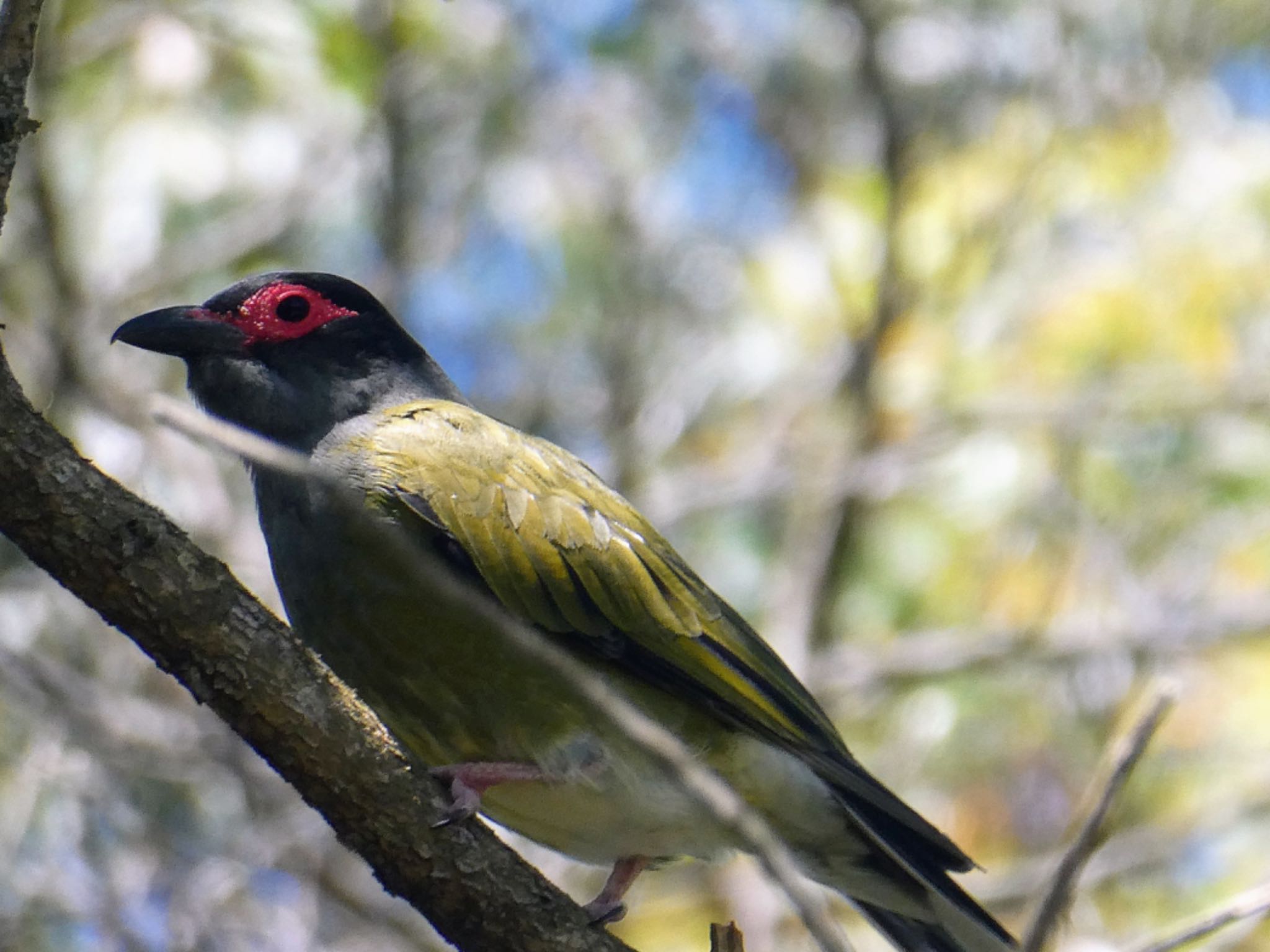 Central Coast Wetlands Pioneer Dairy(NSW) メガネコウライウグイスの写真