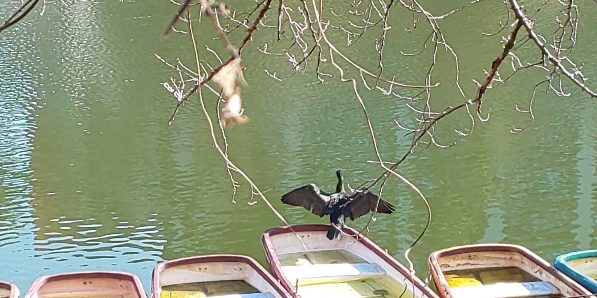 飯田橋(お堀) カワウの写真