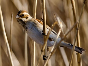 2023年1月20日(金) 境川遊水地公園の野鳥観察記録