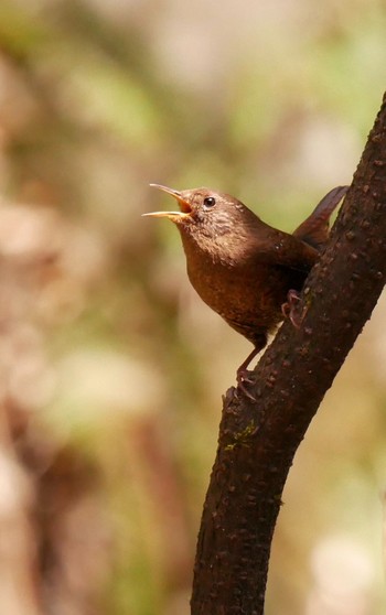 Eurasian Wren 熊本県阿蘇市 Mon, 4/2/2018