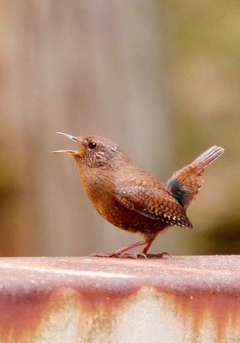 Eurasian Wren 熊本県阿蘇市 Mon, 4/2/2018