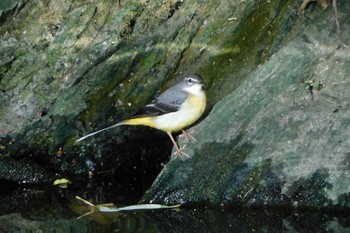 Grey Wagtail 徳島中央公園 Sun, 1/8/2023