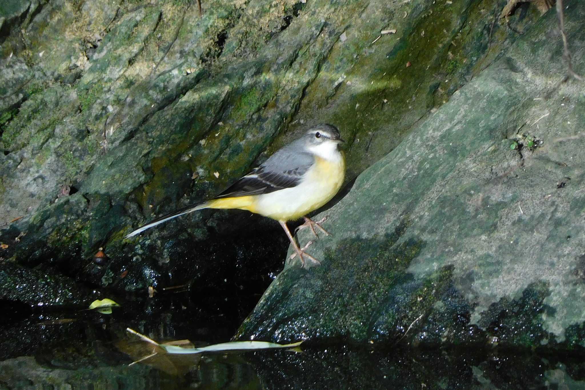 徳島中央公園 キセキレイの写真