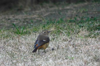 Daurian Redstart 徳島中央公園 Sun, 1/8/2023