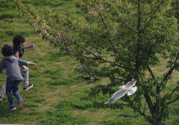 Black-headed Gull 東京都大田区 Mon, 4/2/2018