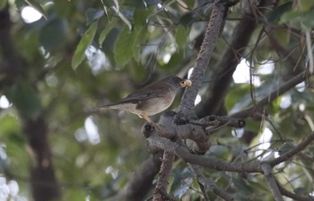 Pale Thrush 和歌山城公園 Wed, 1/18/2023