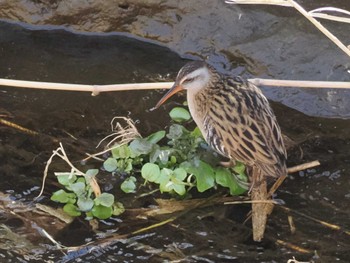 2023年1月20日(金) 湯殿川の野鳥観察記録