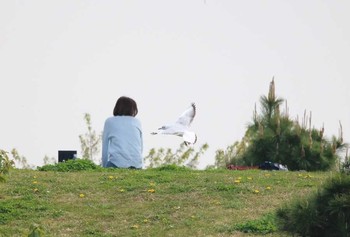 ユリカモメ 東京都大田区 2018年4月2日(月)