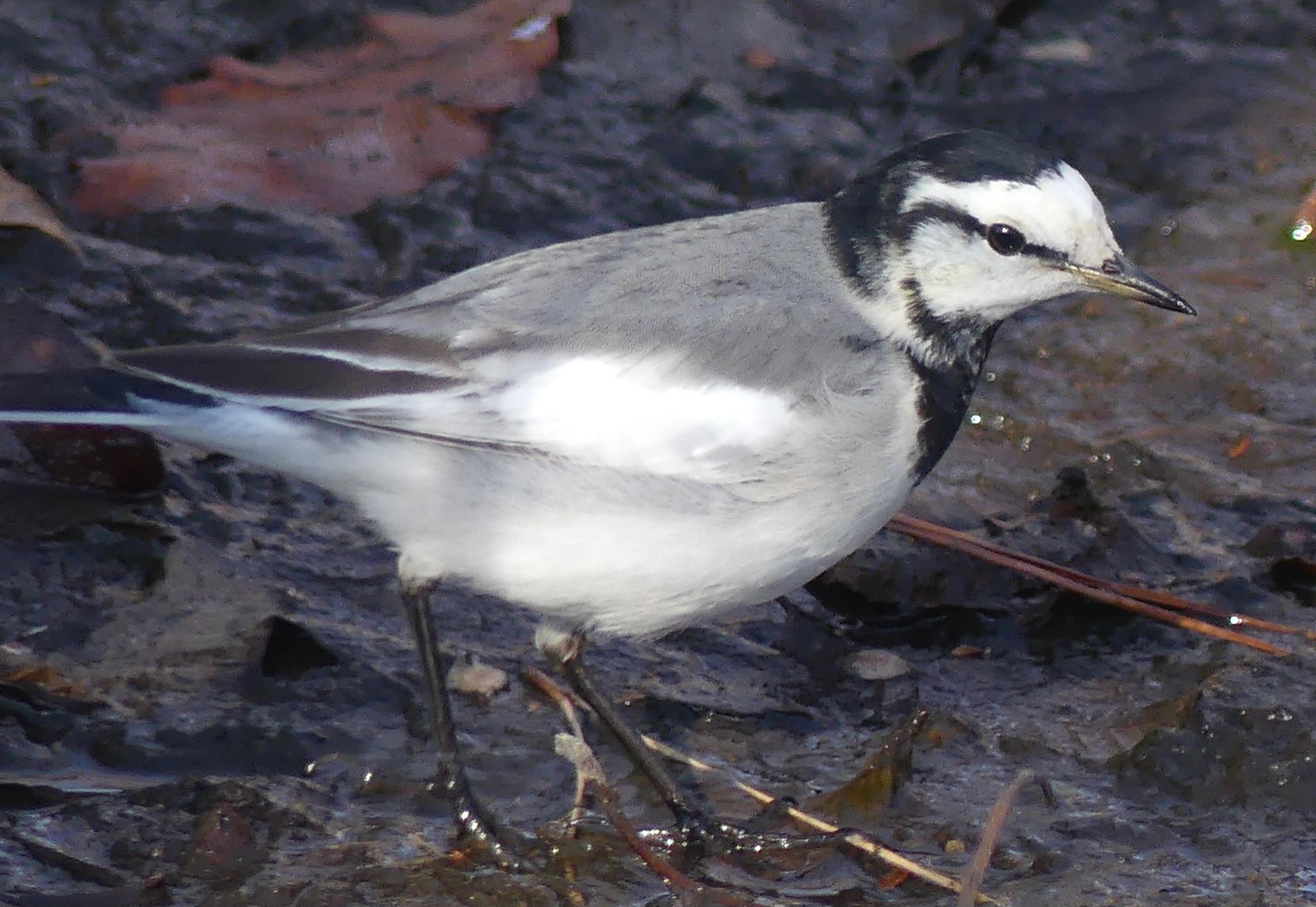 White Wagtail