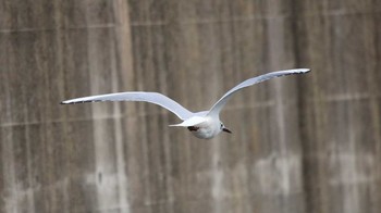 Black-headed Gull 東京都大田区 Mon, 4/2/2018