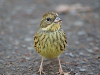 2023年1月20日(金) じゅん菜池緑地(千葉県)の野鳥観察記録