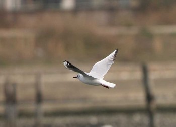 ユリカモメ 東京都大田区 2018年4月2日(月)