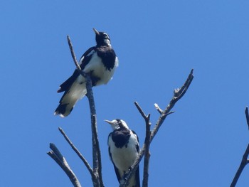 Magpie-lark Central Coast Wetlands Pioneer Dairy(NSW) Sun, 1/15/2023